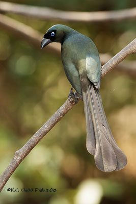 Racket-tailed Treepie