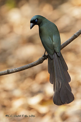 Racket-tailed Treepie