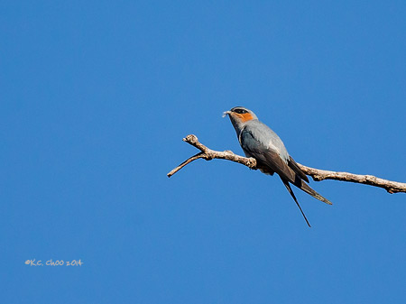 Crested Treeswift
