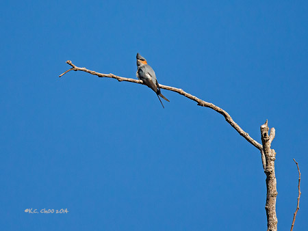Crested Treeswift