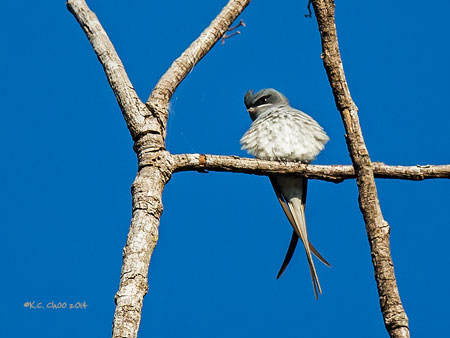 Crested Treeswift