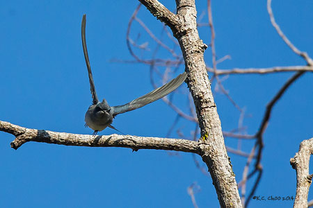 Crested Treeswift