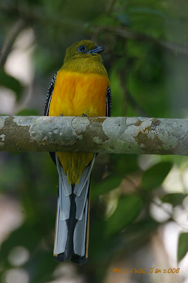 Orange-breasted Trogon