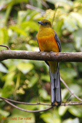Orange-breasted Trogon