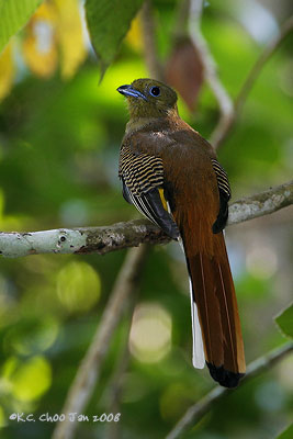 Orange-breasted Trogon