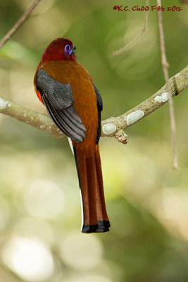 Red-headed Trogon