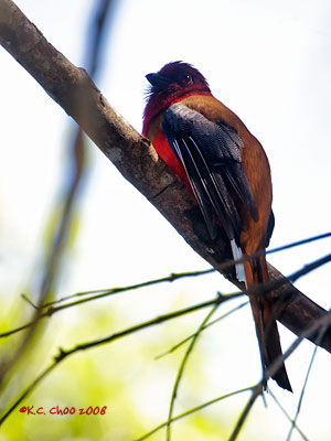 Red-headed Trogon