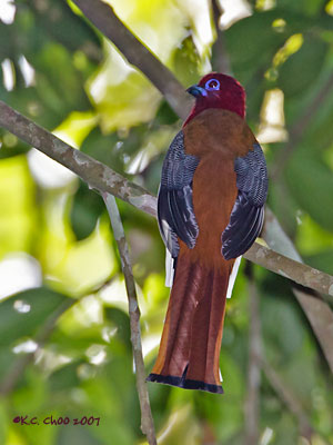 Red-headed Trogon
