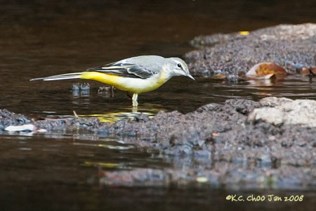 Grey Wagtail