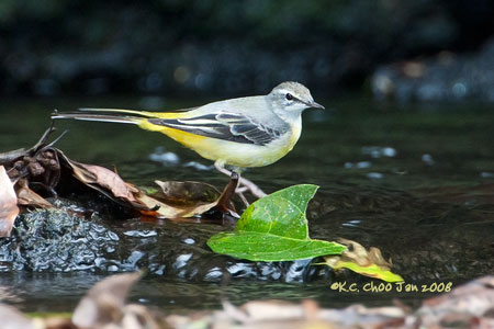 Grey Wagtail