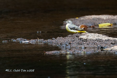 Grey Wagtail