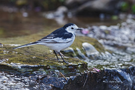 White Wagtail