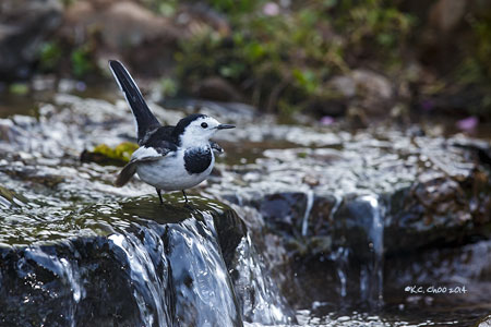 White Wagtail