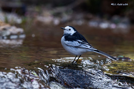 White Wagtail
