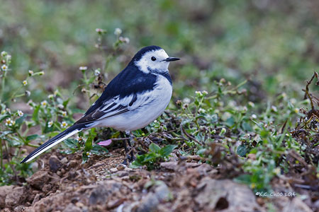 White Wagtail