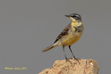 Yellow Wagtail