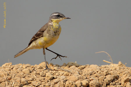 Yellow Wagtail