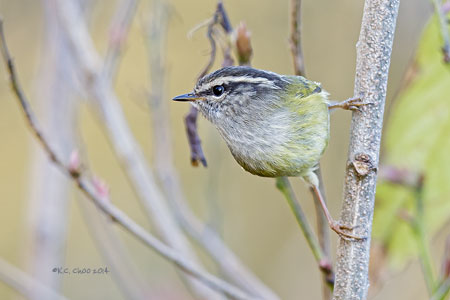 Ash-throated Warbler