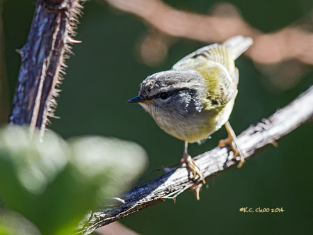 Ash-throated Warbler
