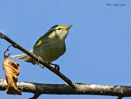 Blyths Leaf Warbler