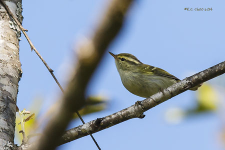 Blyths Leaf Warbler