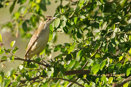 Greater Reed Warbler