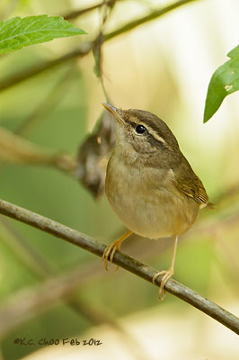Raddes Warbler