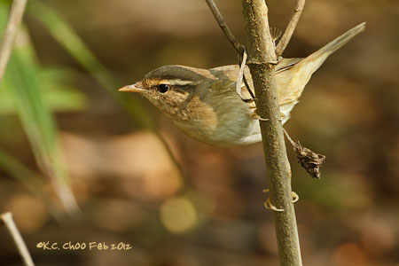 Raddes Warbler