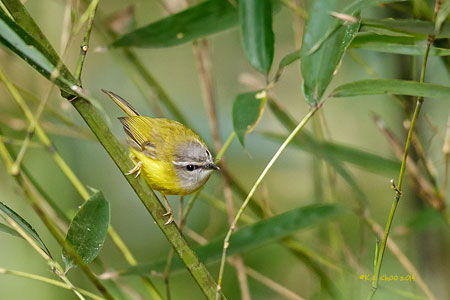 Yellow-bellied Warbler