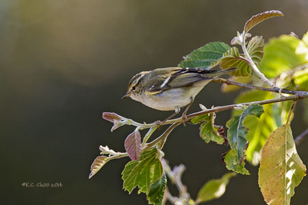 Yellow-browed Warbler