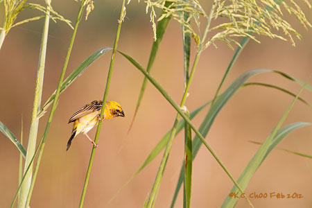 Asian Golden Weaver
