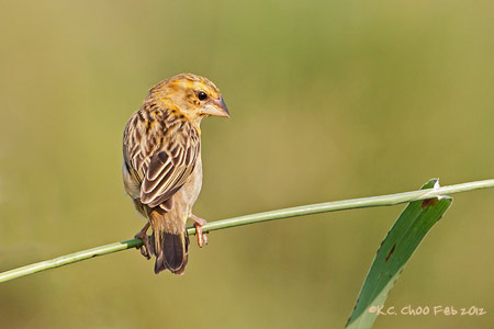 Asian Golden Weaver