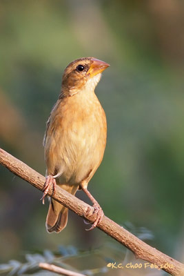 Asian Golden Weaver