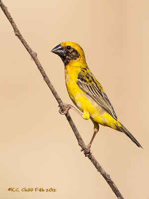 Asian Golden Weaver