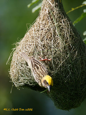 Baya Weaver