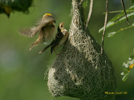 Baya Weaver
