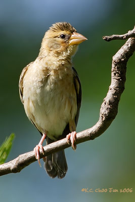 Baya Weaver