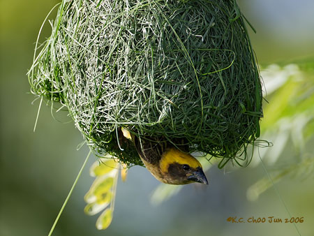 Baya Weaver