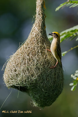 Baya Weaver