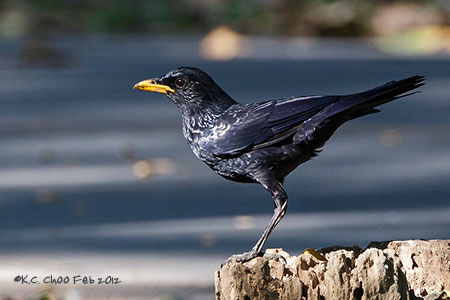 Blue Whistling Thrush