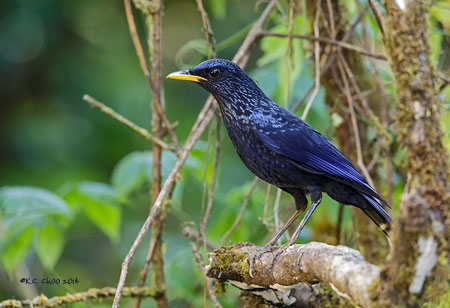 Blue Whistling Thrush