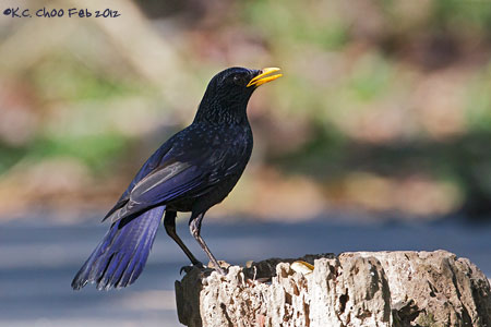 Blue Whistling Thrush