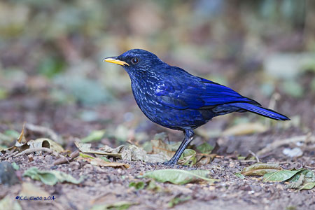 Blue Whistling Thrush
