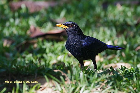 Blue Whistling Thrush