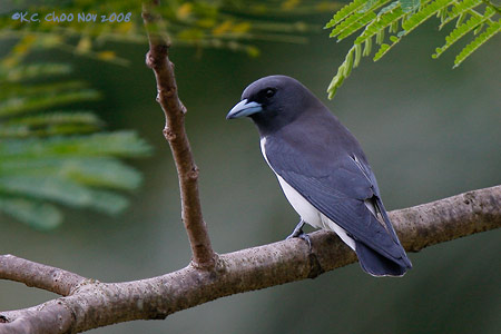 White-breasted Woodswallow