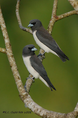 White-breasted Woodswallow
