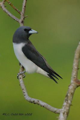 White-breasted Woodswallow