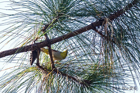 Chestnut-flanked White-eye
