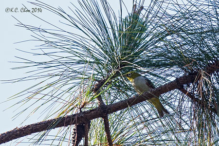 Chestnut-flanked White-eye