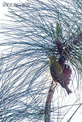 Chestnut-flanked White-eye